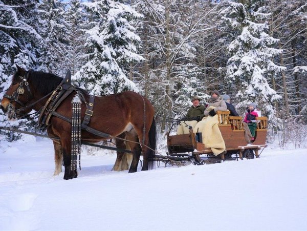 Winterurlaub auf dem Bayerwald Ferienhof beinhaltet auch eine Pferdeschlittenfahrt mit Max und Moritz.