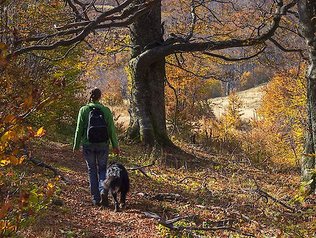 Der Bayerische Wald lädt zum spazieren gehen mit Hund ein.