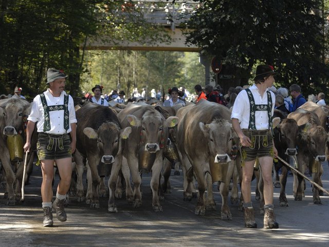 Viehscheid im Allgäu