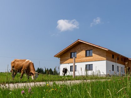 Kühe direkt vorm Haus