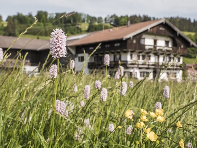 Hofansicht Hof Rossruck in Fischbachau mit Blick über Blumenwiese